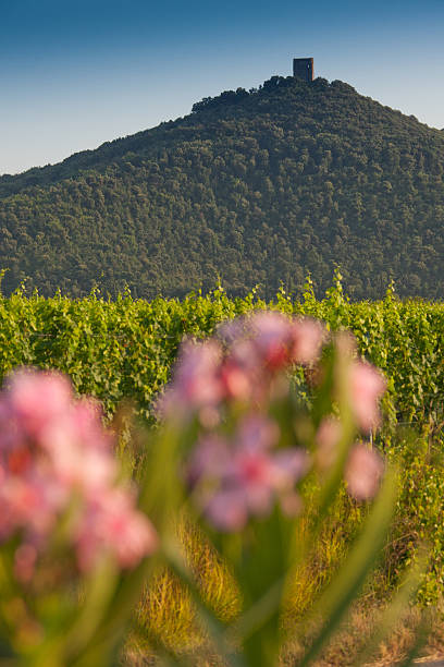 Fiori e vigneti con la Torre di Donoratico sullo sfondo