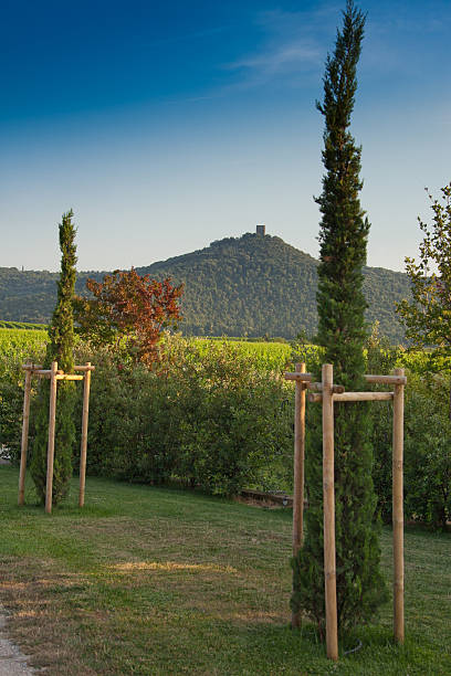Cipressi e vigneti nella campagna di Donoratico