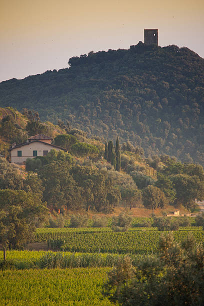 La Torre di Donoratico tra i vigneti, Castagneto Carducci