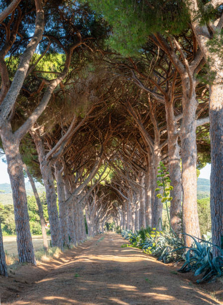 Strada panoramica nella pineta vicino a Castagneto Carducci
